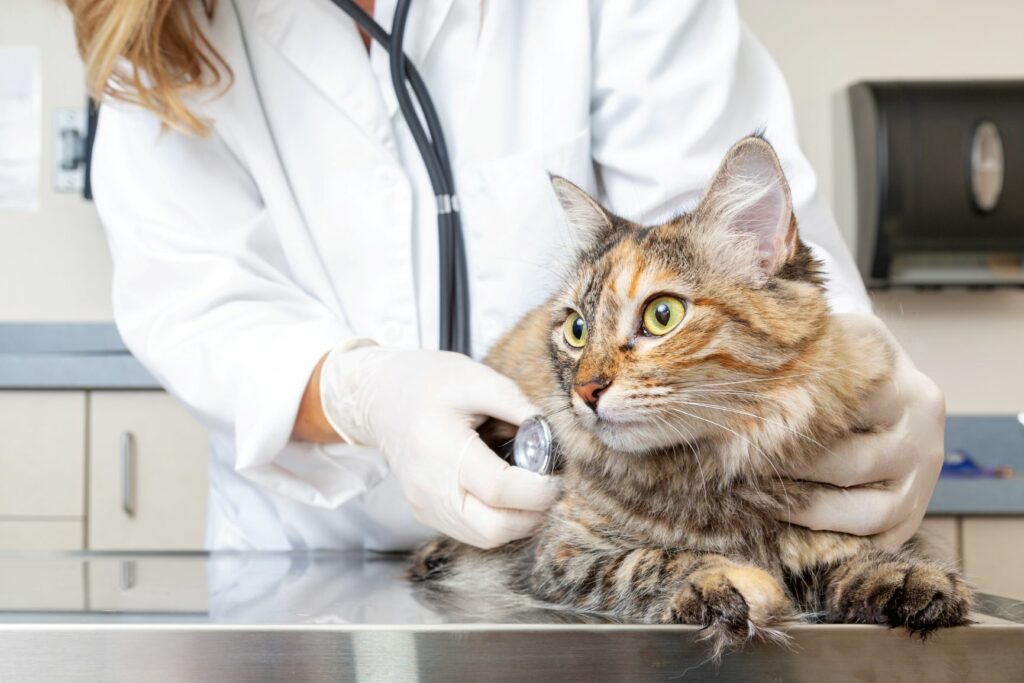 chat et dépression