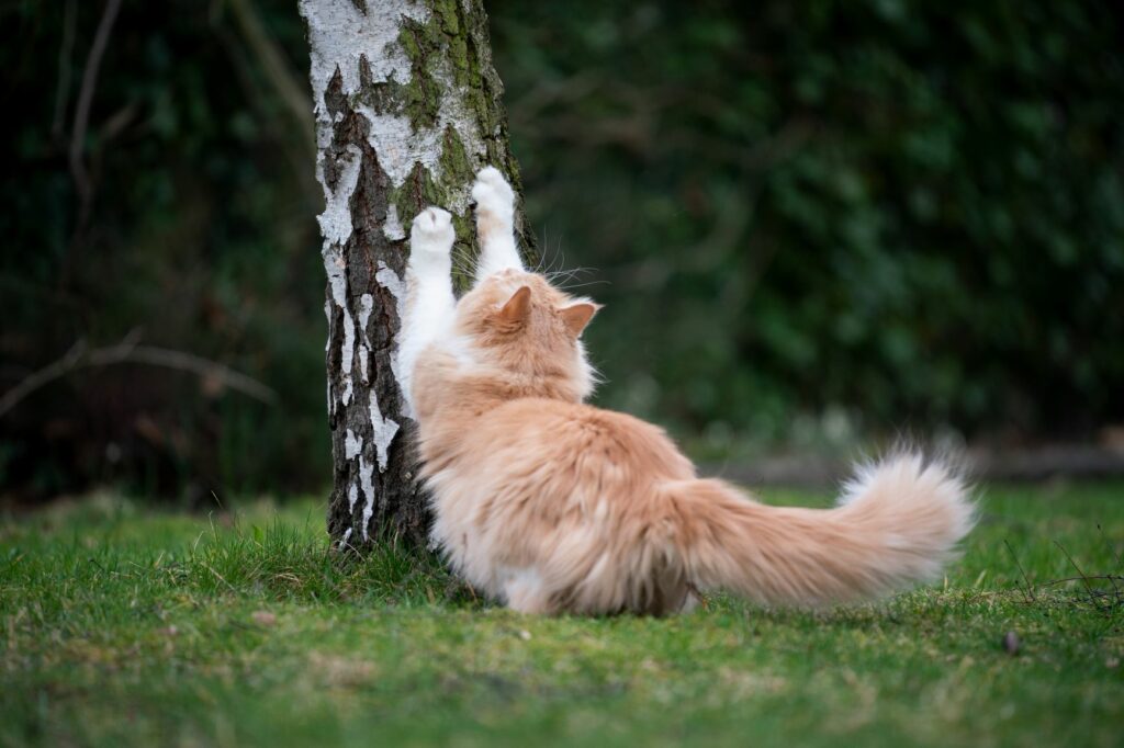 un chat roux se fait les griffes sur un tronc d'arbre