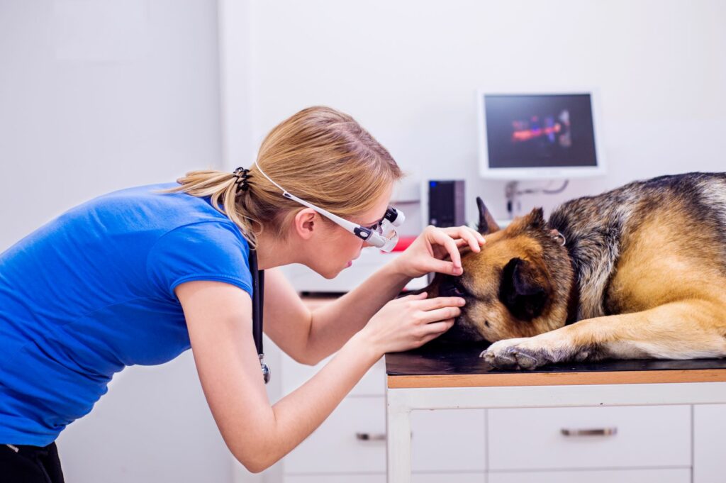 Une vétérinaire examine les yeux d'un chien aveugle