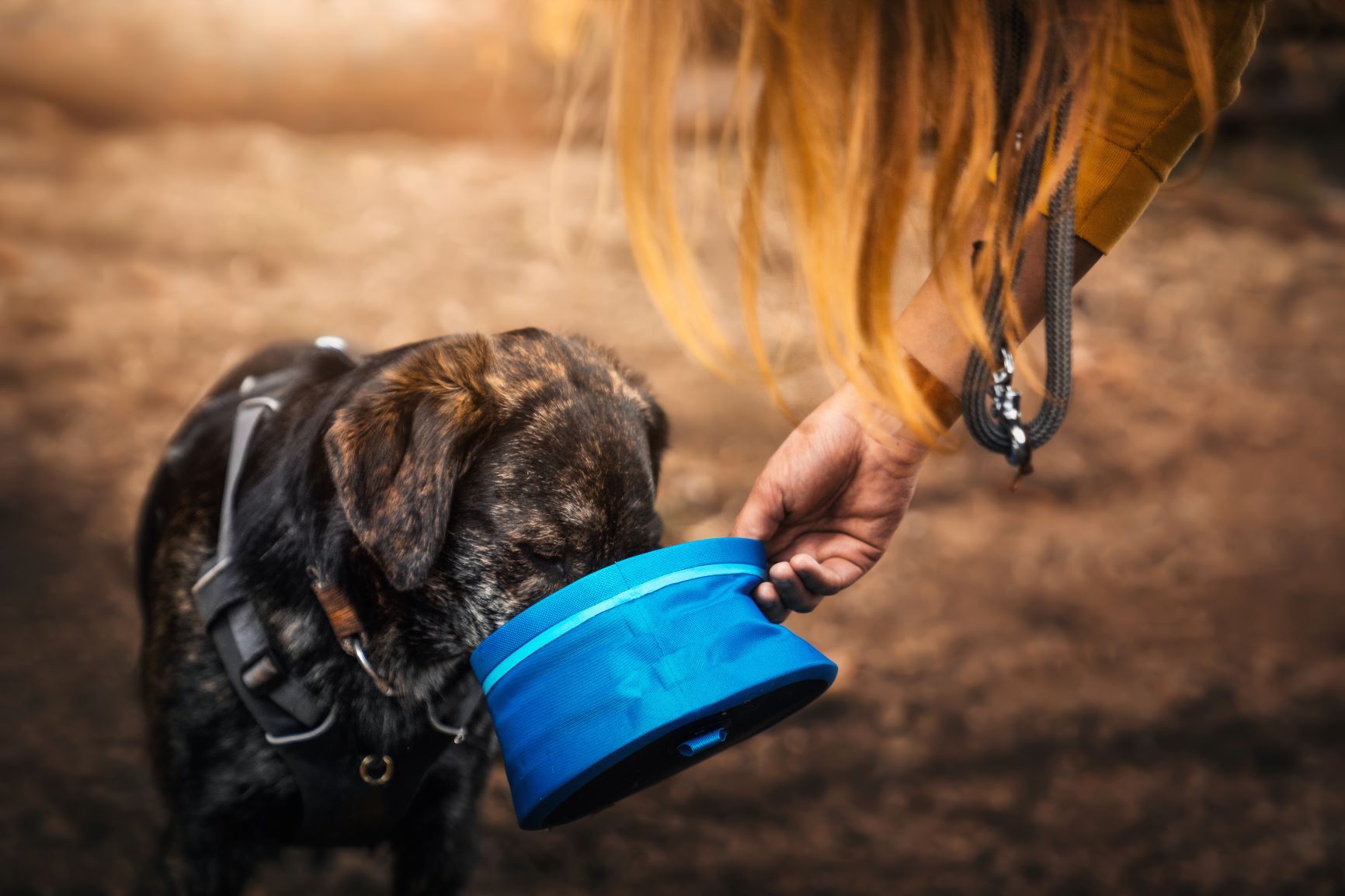 Un chien boit dans une gamelle de voyage