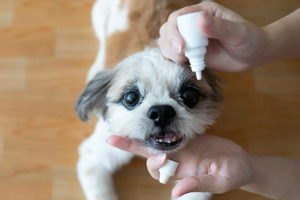 Goutte pour les yeux chien