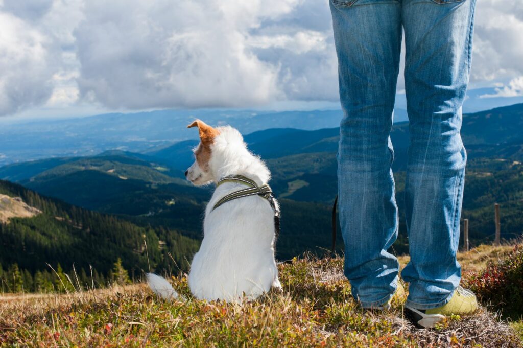 Un chien en randonnée à la montagne