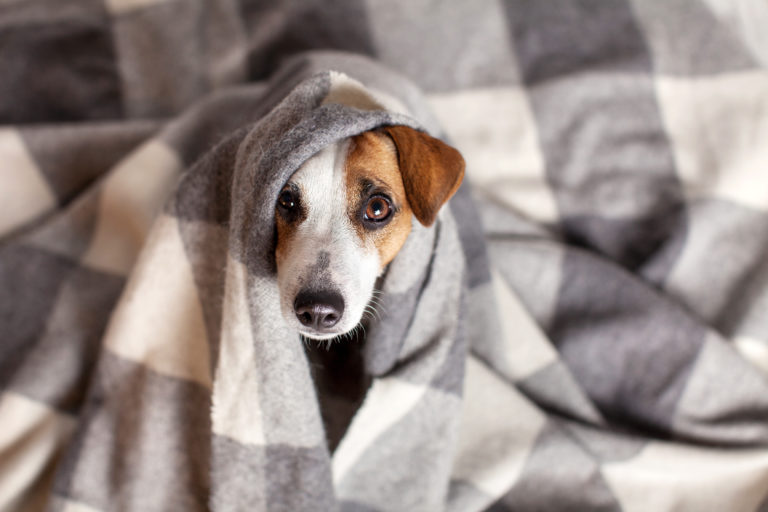 Dog under a plaid