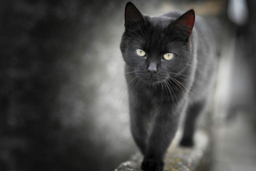 Chat noir sur un muret