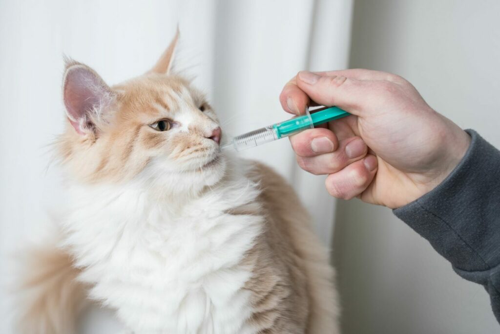 un chat prend un médicament