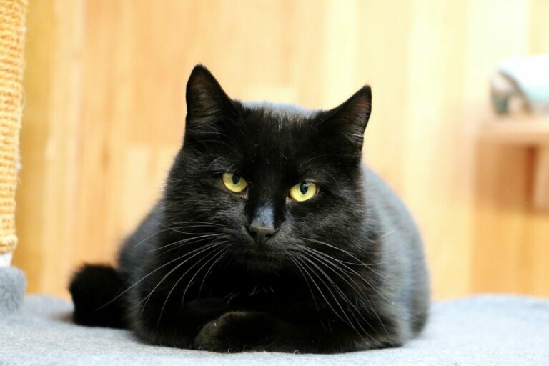 De nos jours encore, le chat noir est l'objet de superstitions.