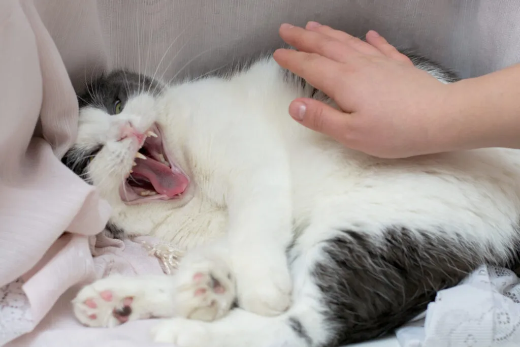 chat et caresses un chat agressif