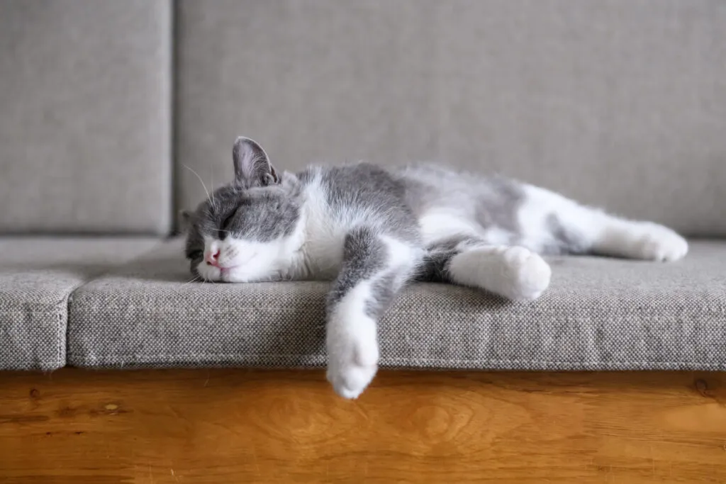 chat et repos un chat se repose après une castration