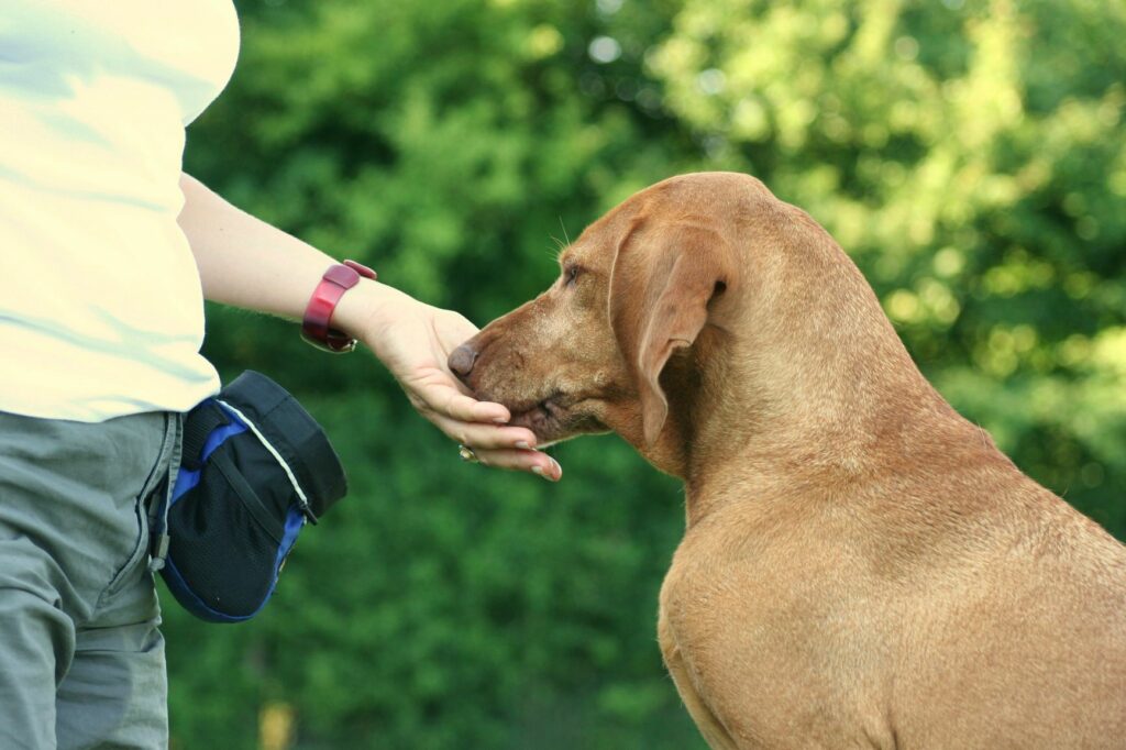 un chien reçoit une friandise