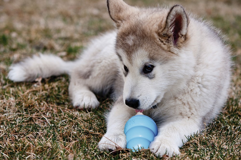 chiot et jouet