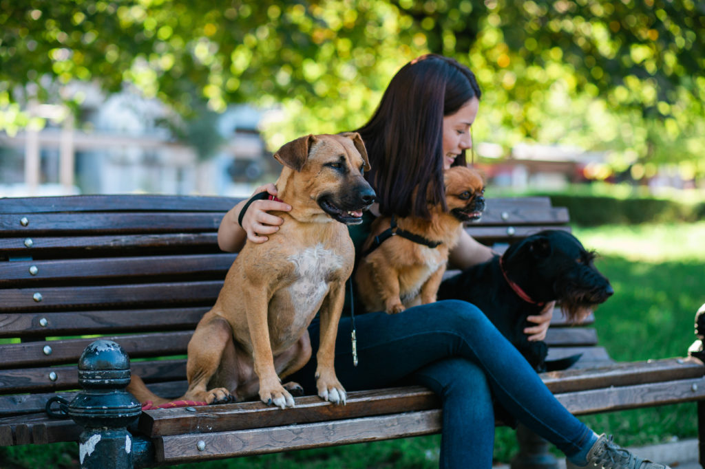 choix dog sitter chien