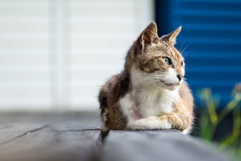 risques hyperthyroidie chez le chat