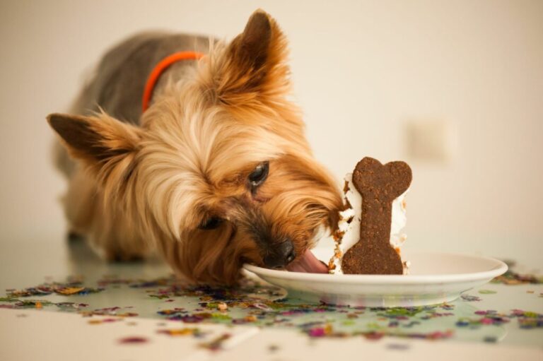 Un chien mange un gâteau