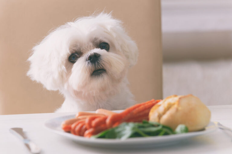 Aliments dangereux pour le chien