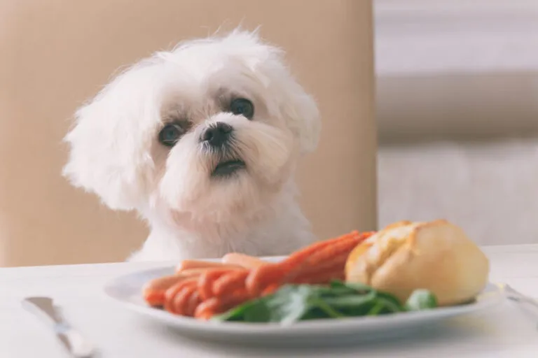 Aliments dangereux pour le chien