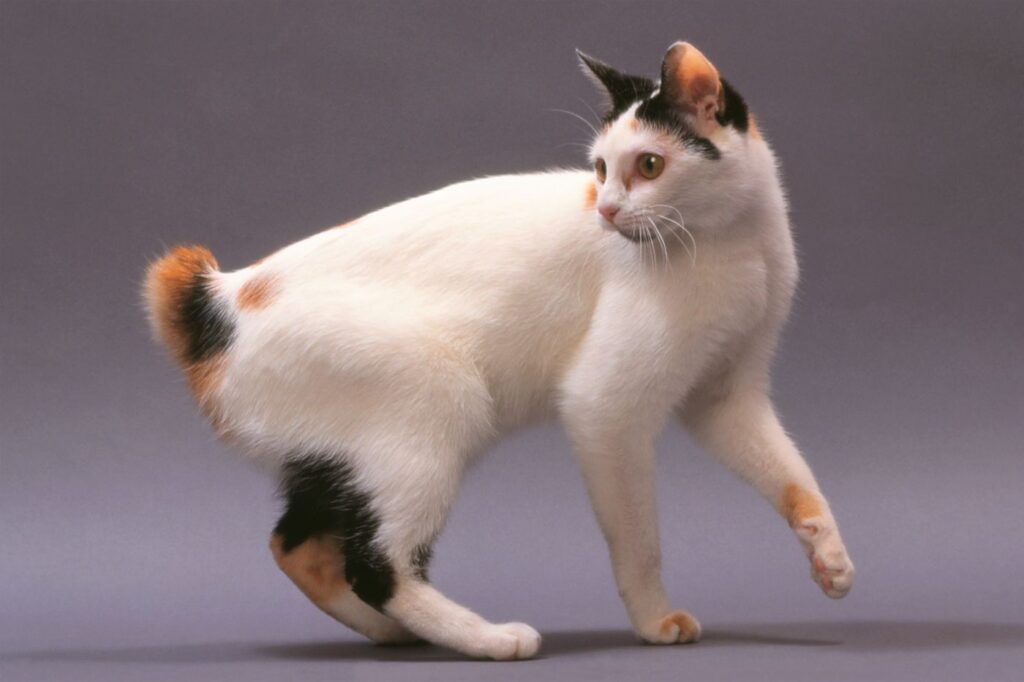 bobtail japonais chat de race