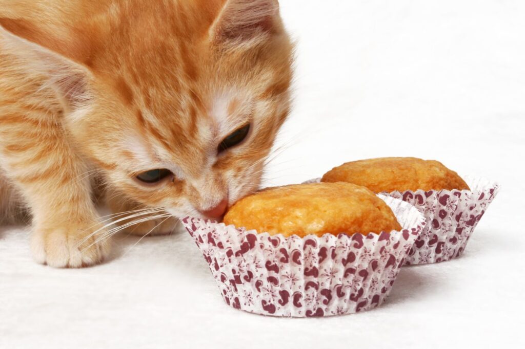 2 recettes de gâteaux pour chat | zooplus Magazine Magazine zooplus