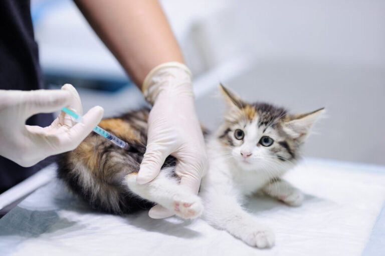 Veterinary doctor giving injection for kitten. Focus on syringe