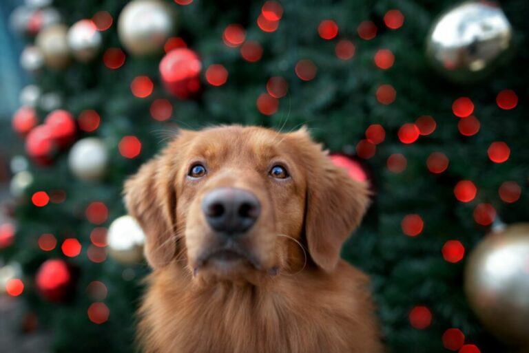 hund-vor-weihnachtsbaum-1-1024×684