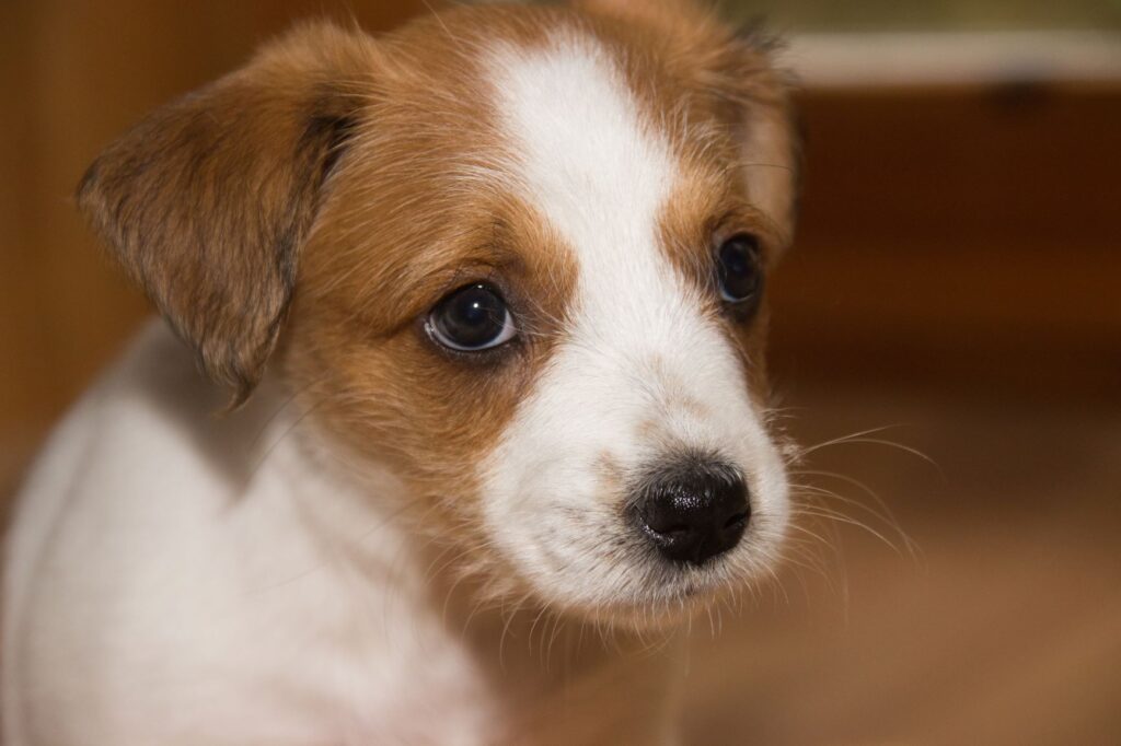 Kromfohrländer_chiot