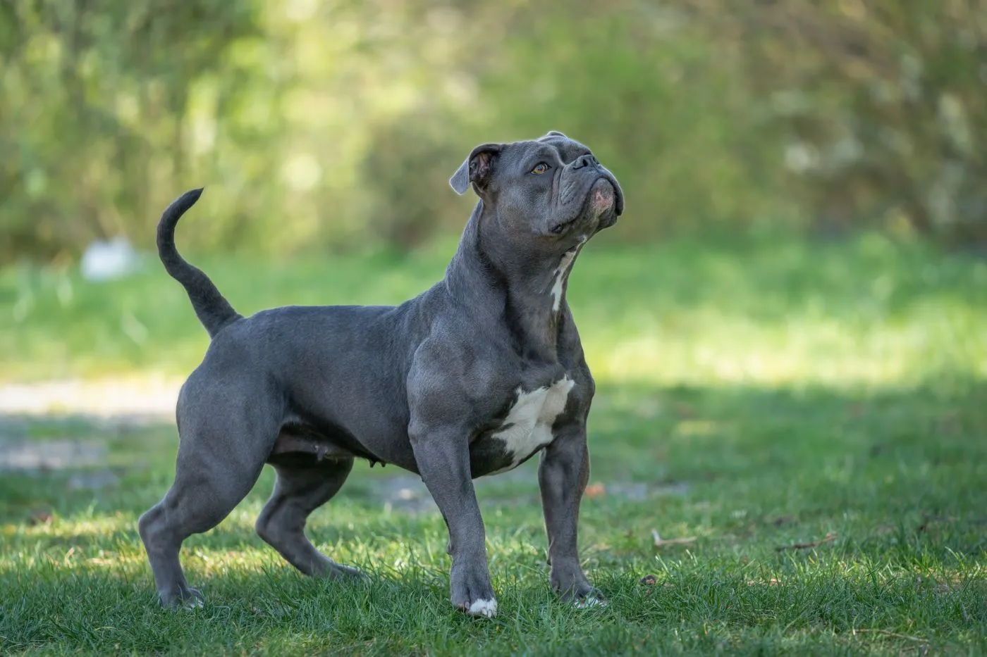 Leavitt bulldog Leavitt bulldog