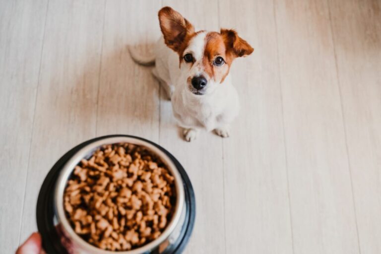 calculer la quantité nourriture chien