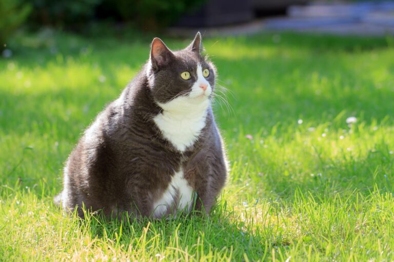 chat en surpoids dans l'herbe