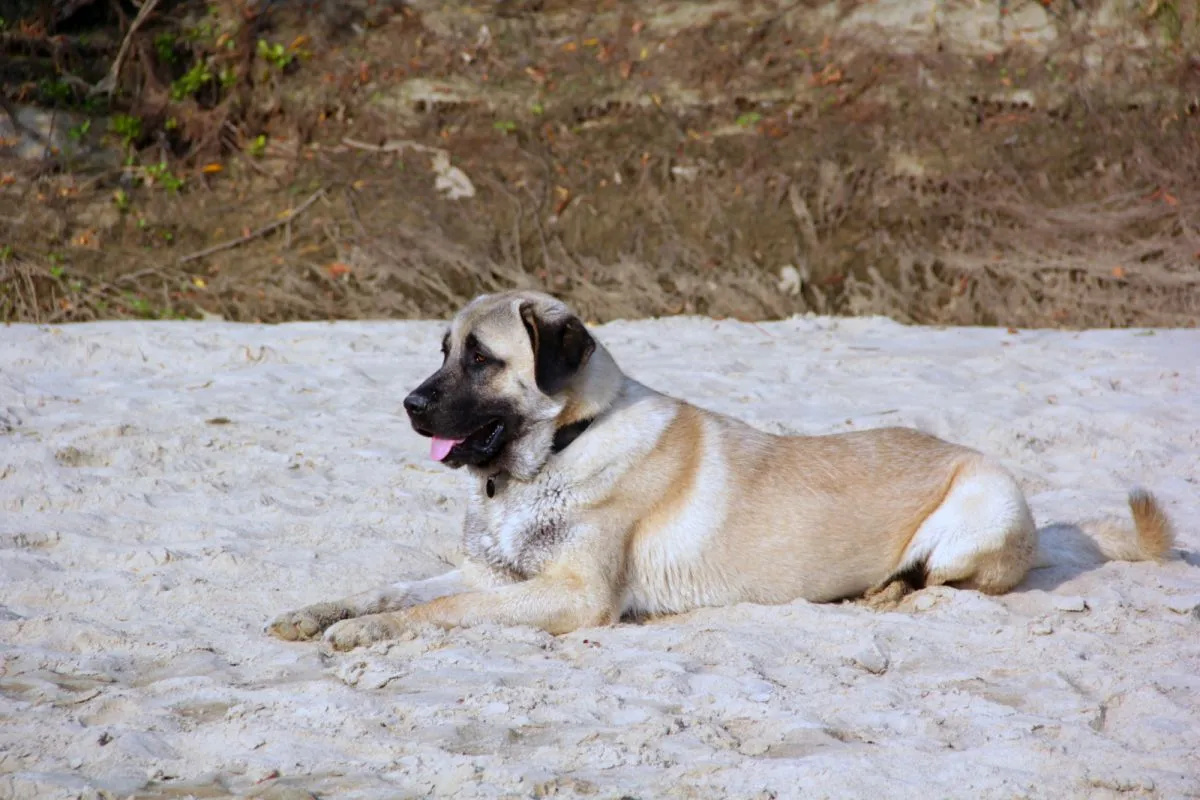 berger kangal dans le sable berger kangal dans le sable