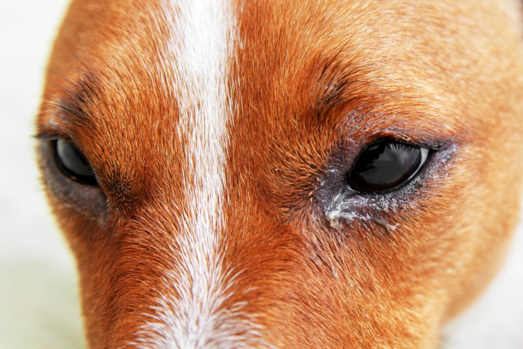 chien qui pleure chien qui pleure