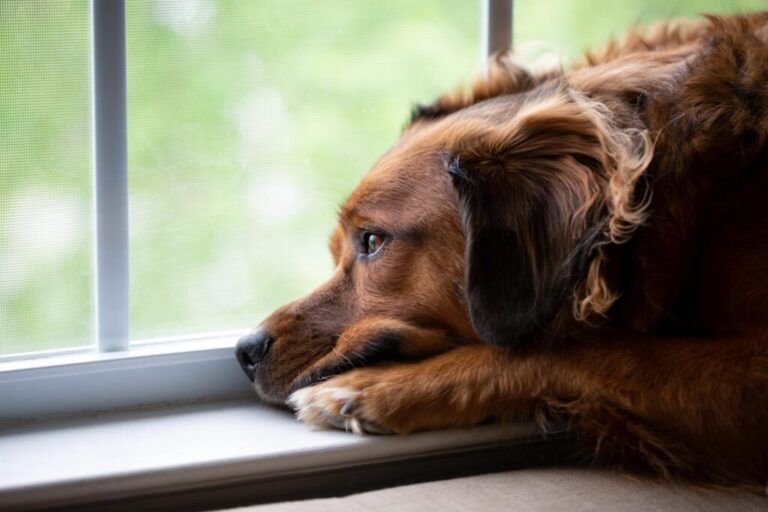 chien qui regarde par la fenêtre