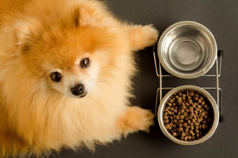 un chien devant sa gamelle ne mange pas