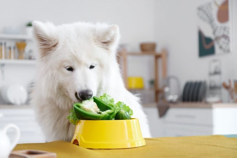 Chien samoyède mignon mangeant des légumes à une table dans une cuisine