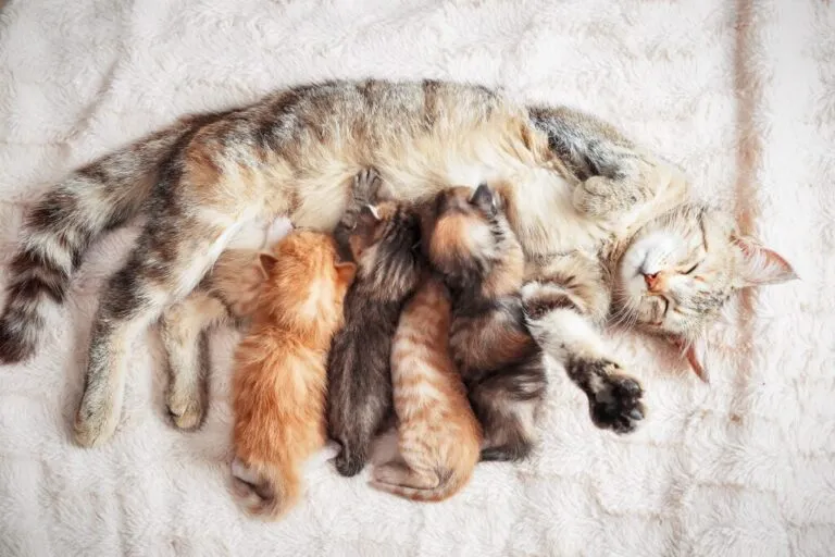 Chat qui patoune
