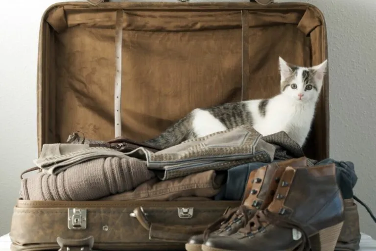 Partir en vacances sans votre chat Un chat est assis dans la valise