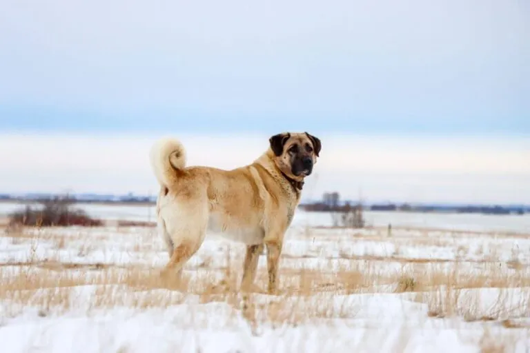 Berger kangal au milieu d’un champ enneigé Berger Kangal