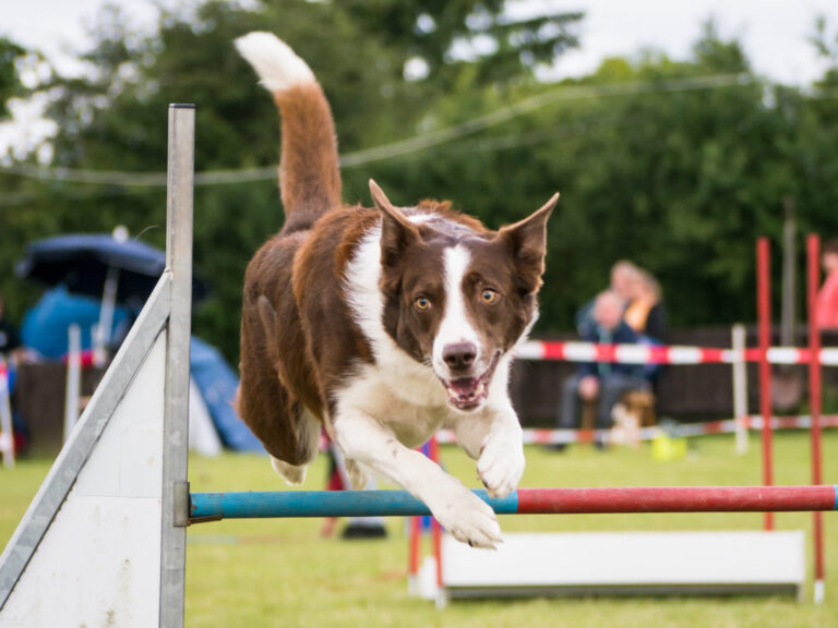 Un border collie en train de sauter une haie dans un parcours d'agility