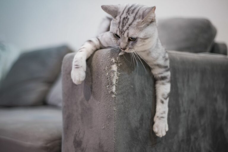 Chat allongé sur un canapé déchiré