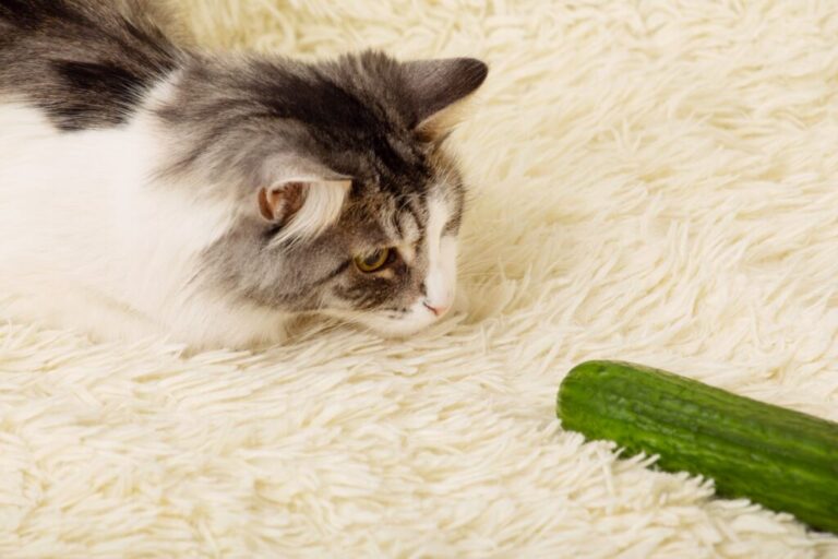 Chat sur un tapis qui joue avec un concombre