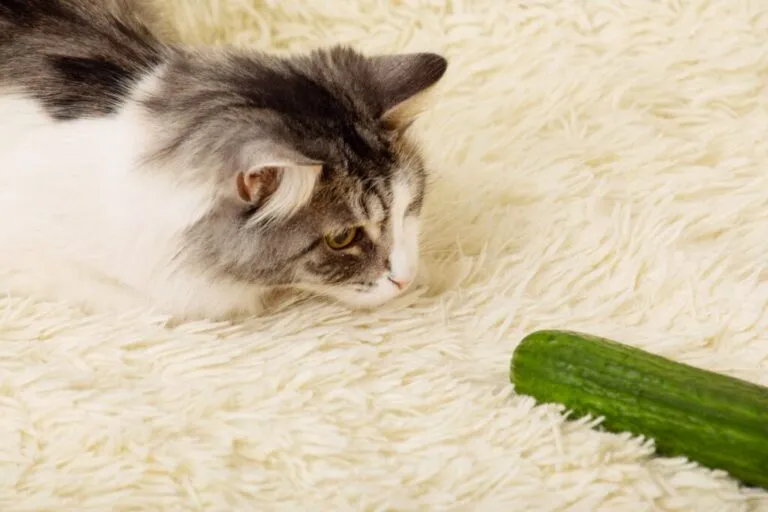 Chat sur un tapis qui joue avec un concombre