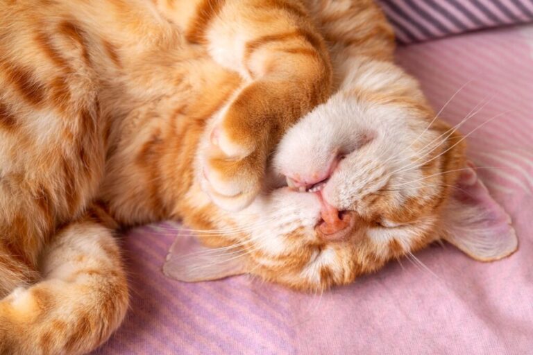 Chat adulte roux et blanc dormant gentiment la tête en bas et faisant paisiblement la sieste à la maison.