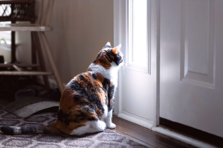 Chat triste, assis, regardant par la petite fenêtre de la porte d'entrée