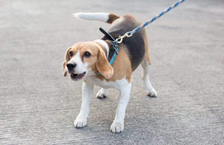 Beagle qui aboie Beagle agressif qui tire sur sa laisse