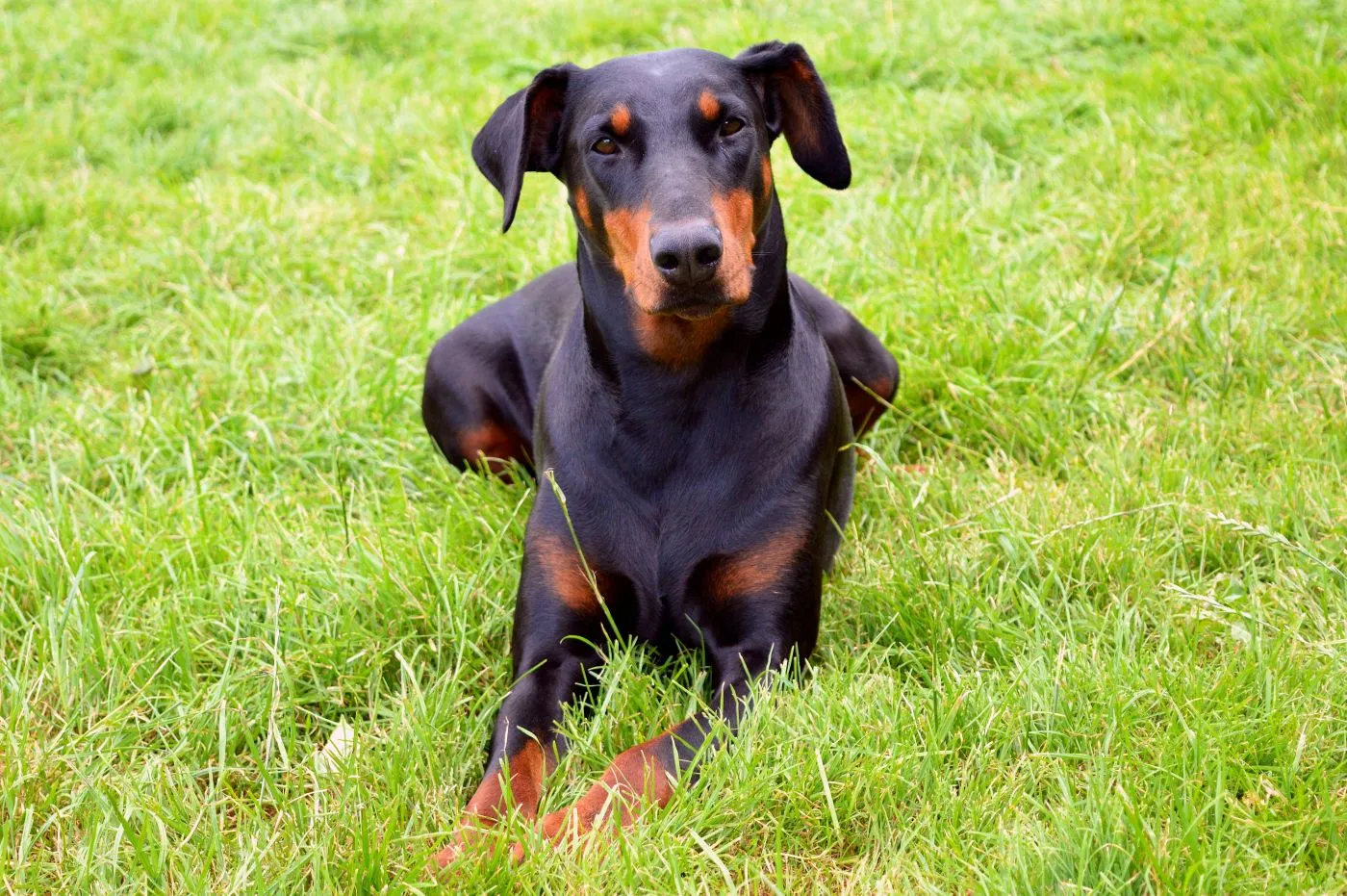 doberman chien doberman dans l'herbe