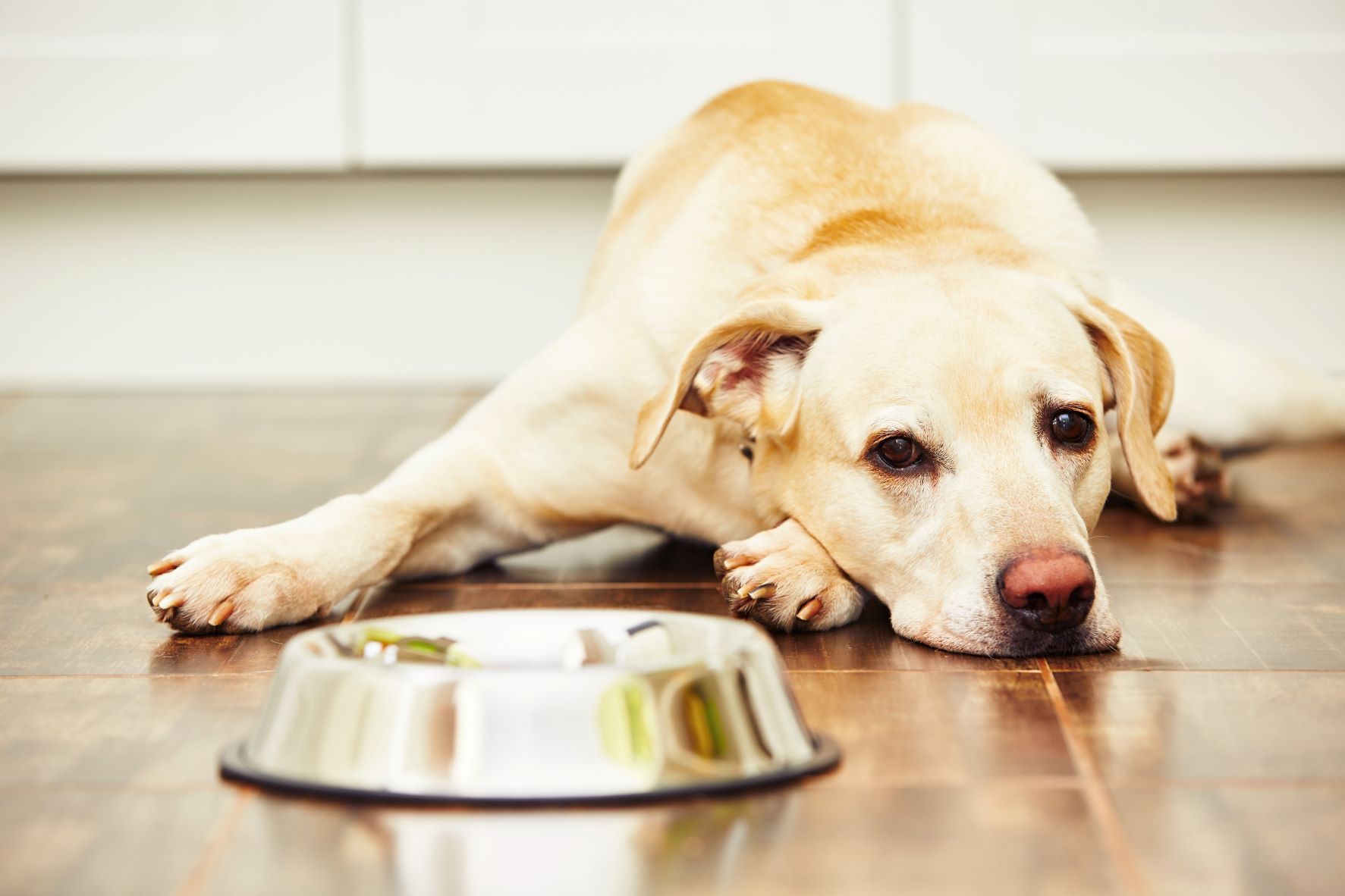 chien qui ne mange pas ses croquettes