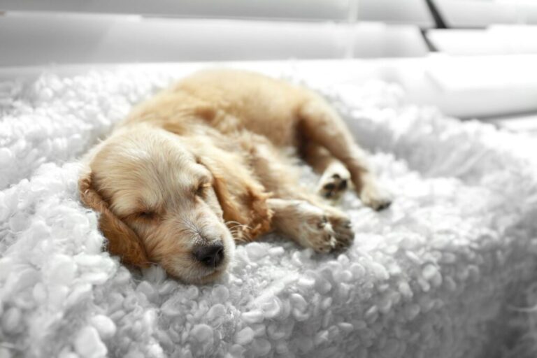 chien qui rêve sur un canapé Chien qui rêve