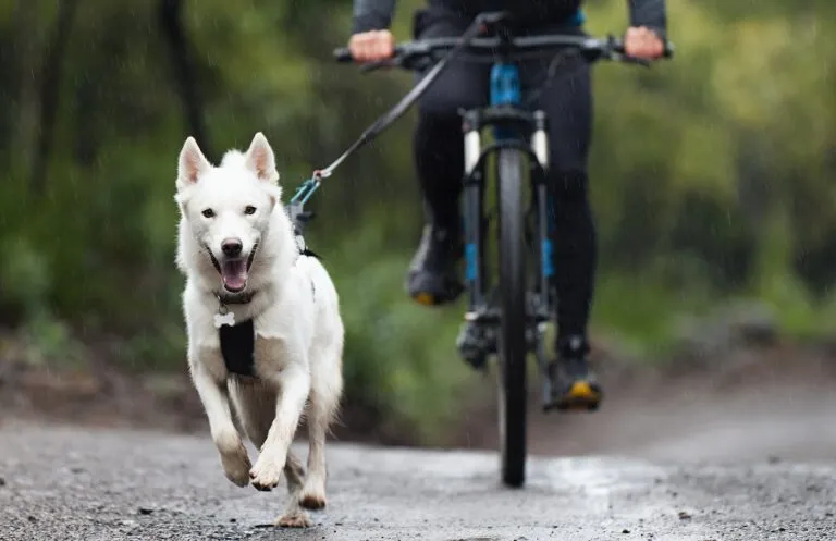 course chien de traineau