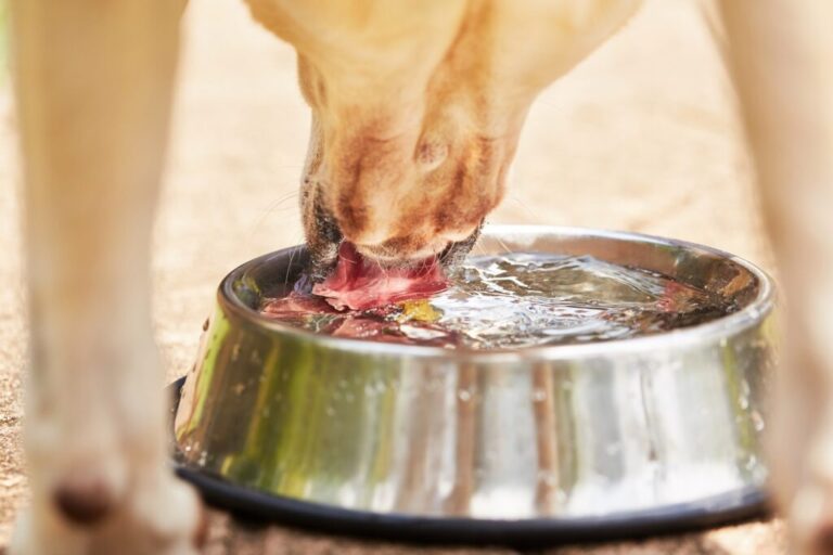 Un labrador jaune assoiffé boit de l'eau dans un bol.