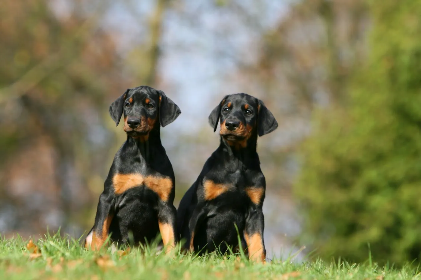 deux chiots doberman deux chiots doberman noir et feu vus de face