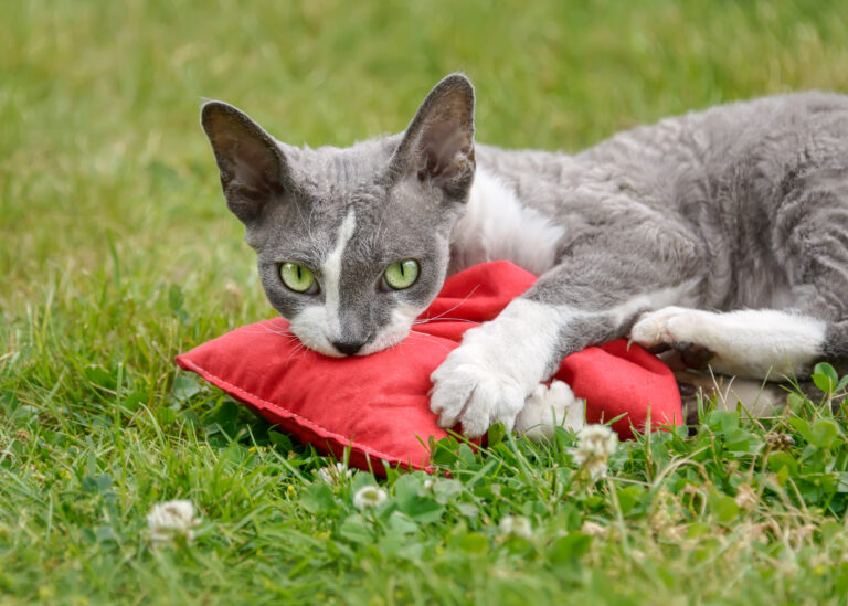 chat et valériane