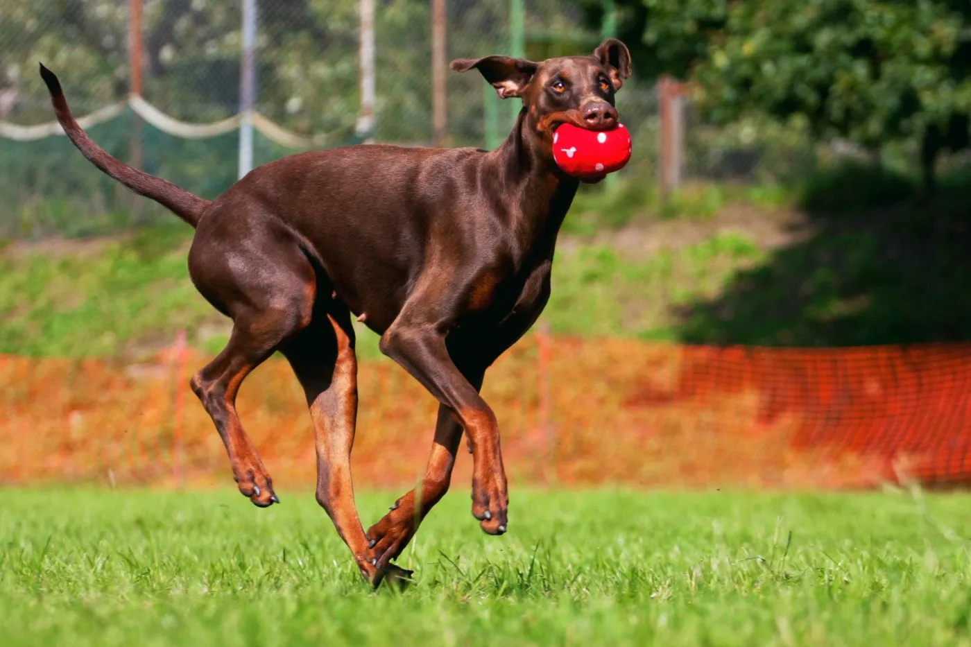 doberman qui joue doberman brun qui joue dans un jardin